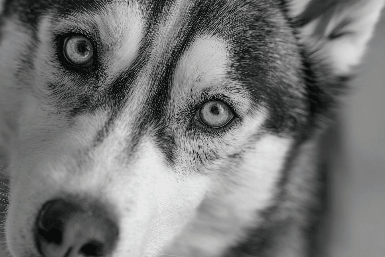 Husky with Blue Eyes in Photo