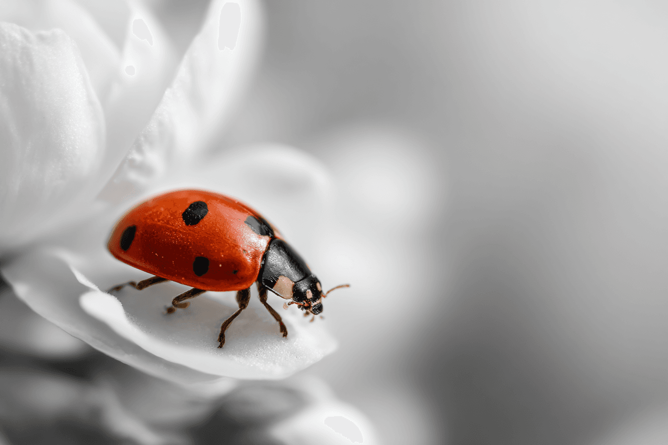 Selective Color Ladybug Flower Photo